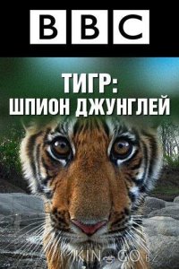 BBC: Тигр — Шпион джунглей 1 3