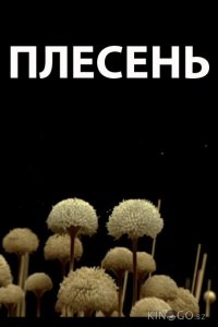 Плесень 