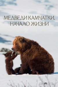 Медведи Камчатки. Начало жизни 