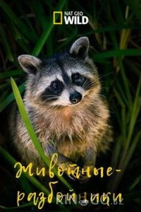 Животные-разбойники 