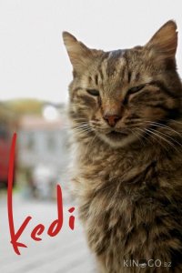 Город кошек / Кот 