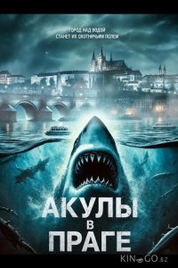 Акулы в Праге 