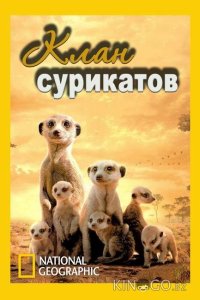 National Geographic. Клан сурикатов 