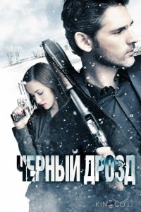 Черный дрозд 