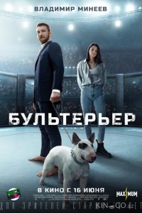 Бультерьер 