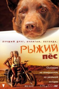Рыжий пес 