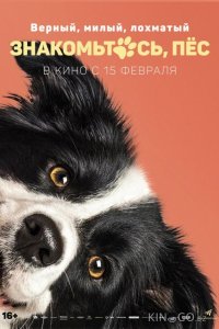 Знакомьтесь, пёс 